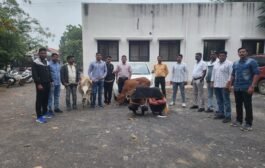 पातुर परिसरात गोवंश चोरी करणारी टोळी स्थानिक गुन्हे शाखेने पकडली दोन लाख 27हजार 700 रुपयांचा माल जप्त