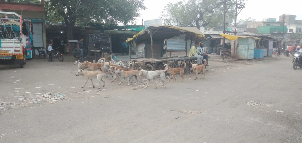 आलेगावा मध्ये मोकाट कुत्र्यांचा मुक्त संचार