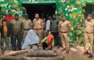 अवैध वृक्षतोड करताना दोन आरोपींना अटक