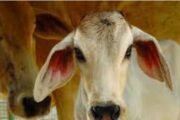 पातुर पोलिसांनी पकडले कतली करता जाणारे गोवंश