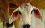 पातुर पोलिसांनी पकडले कतली करता जाणारे गोवंश