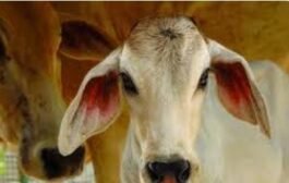 पातुर पोलिसांनी पकडले कतली करता जाणारे गोवंश