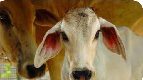 पातुर पोलिसांनी पकडले कतली करता जाणारे गोवंश