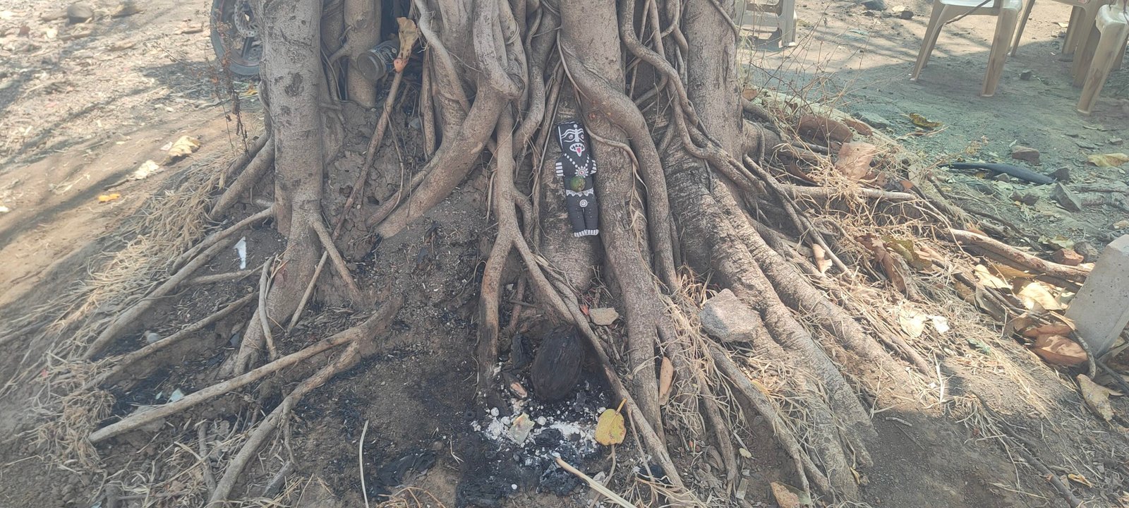 पातूर शहरात अंधश्रद्धेचा प्रकार उघडकीस ! वडाच्या बुंध्याशी बाहुलीला खिळे ठोकले