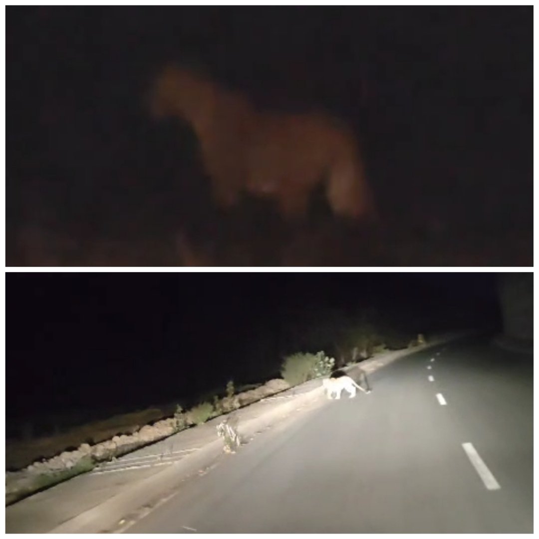 बोडखा परिसरात बिबट्याचे झाले दर्शन