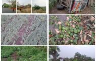 पातूर तालुक्यातवादळी पावसाचा तडाखाअनेक गावातील झाडे पडली उन्मळुन,