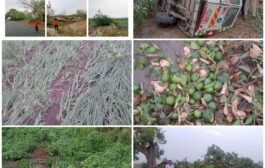 पातूर तालुक्यातवादळी पावसाचा तडाखाअनेक गावातील झाडे पडली उन्मळुन,