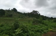 वन्यप्राणी करीत आहेत खरिप पीके फस्त