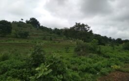 वन्यप्राणी करीत आहेत खरिप पीके फस्त