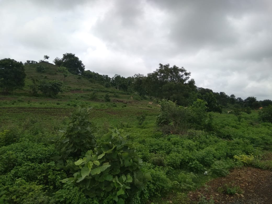 वन्यप्राणी करीत आहेत खरिप पीके फस्त