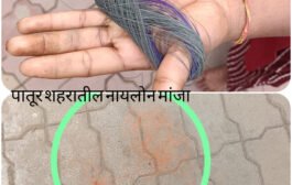 पातुर शहरात नायलॉन मांजाची मोठ्या प्रमाणात विक्री !