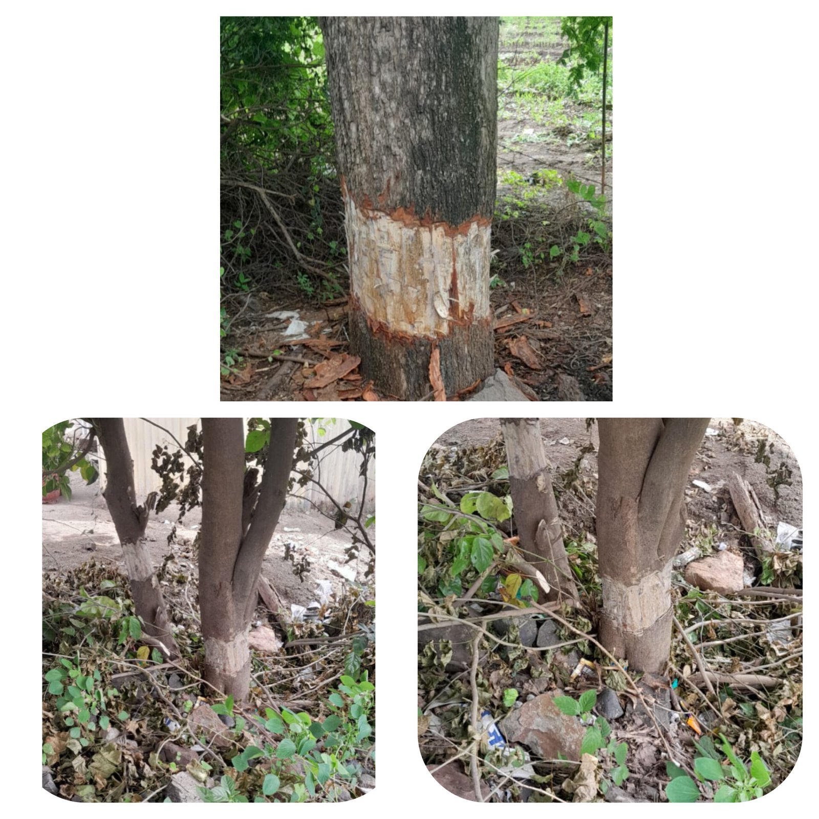 आगीखेड येथे ५० विशालकाय झाडांना मारण्याचा प्रयत्न ! पातुर पोलिसात तक्रार दाखल